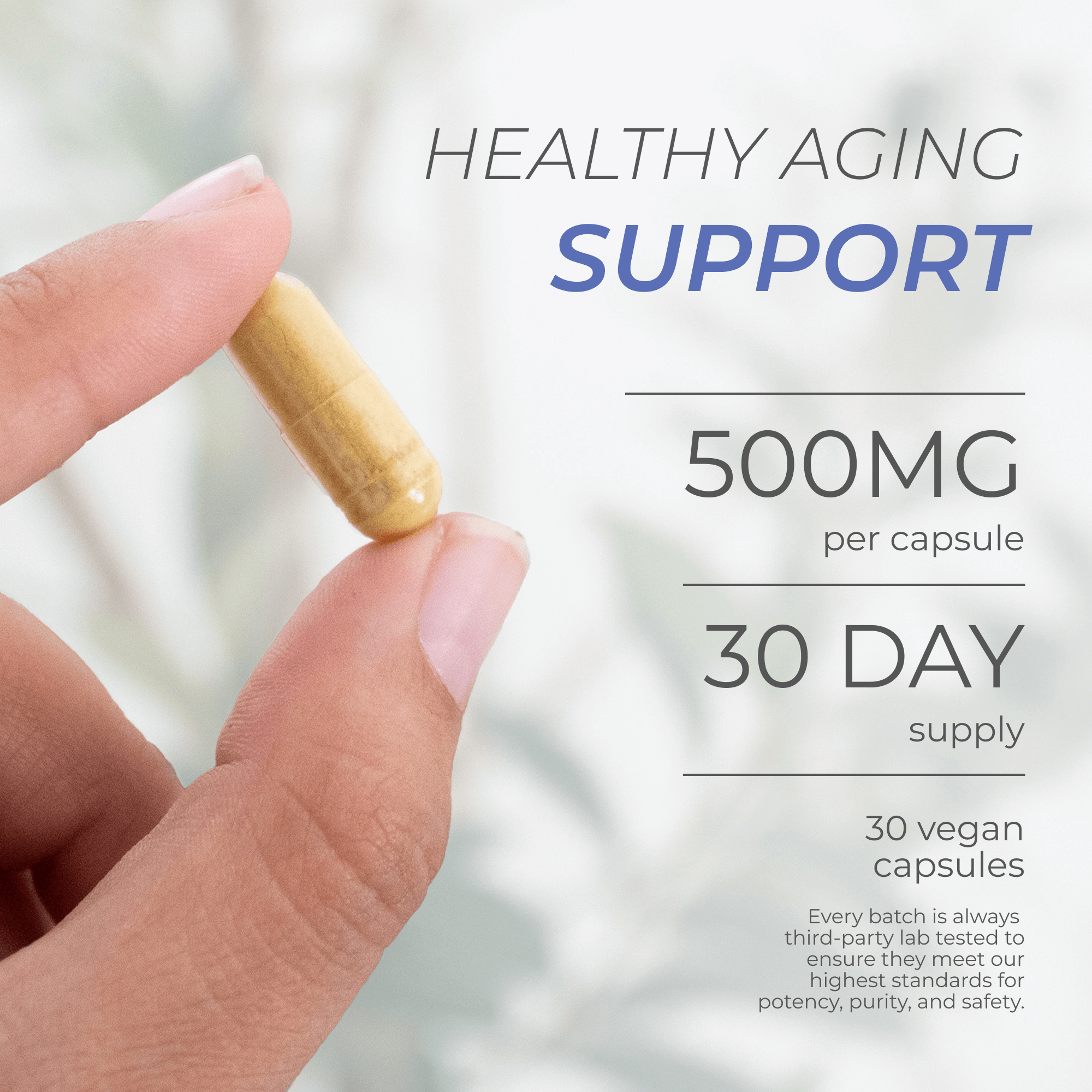 Fisetin Capsules